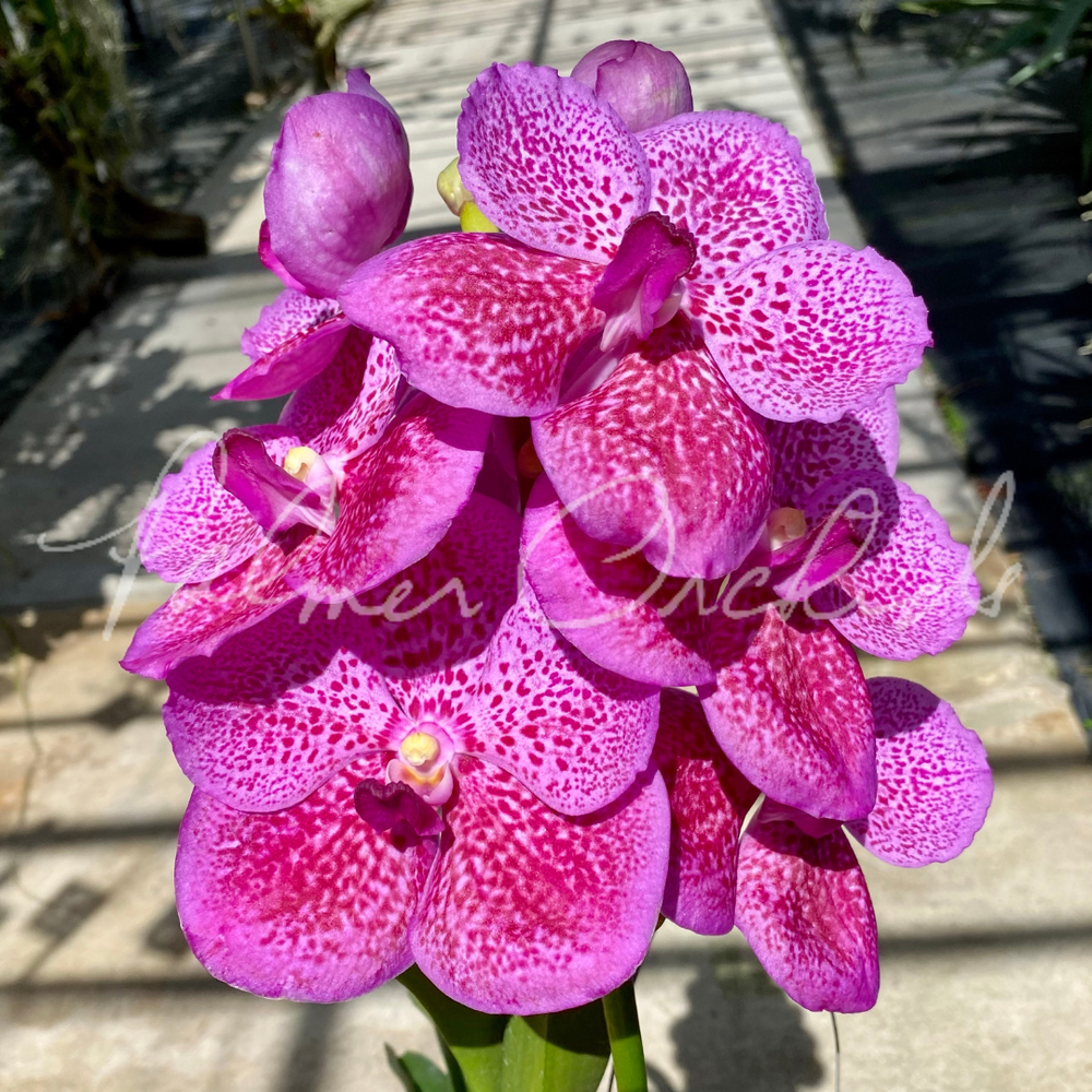 Vanda Brighton's Pink Delight — Palmer Orchids